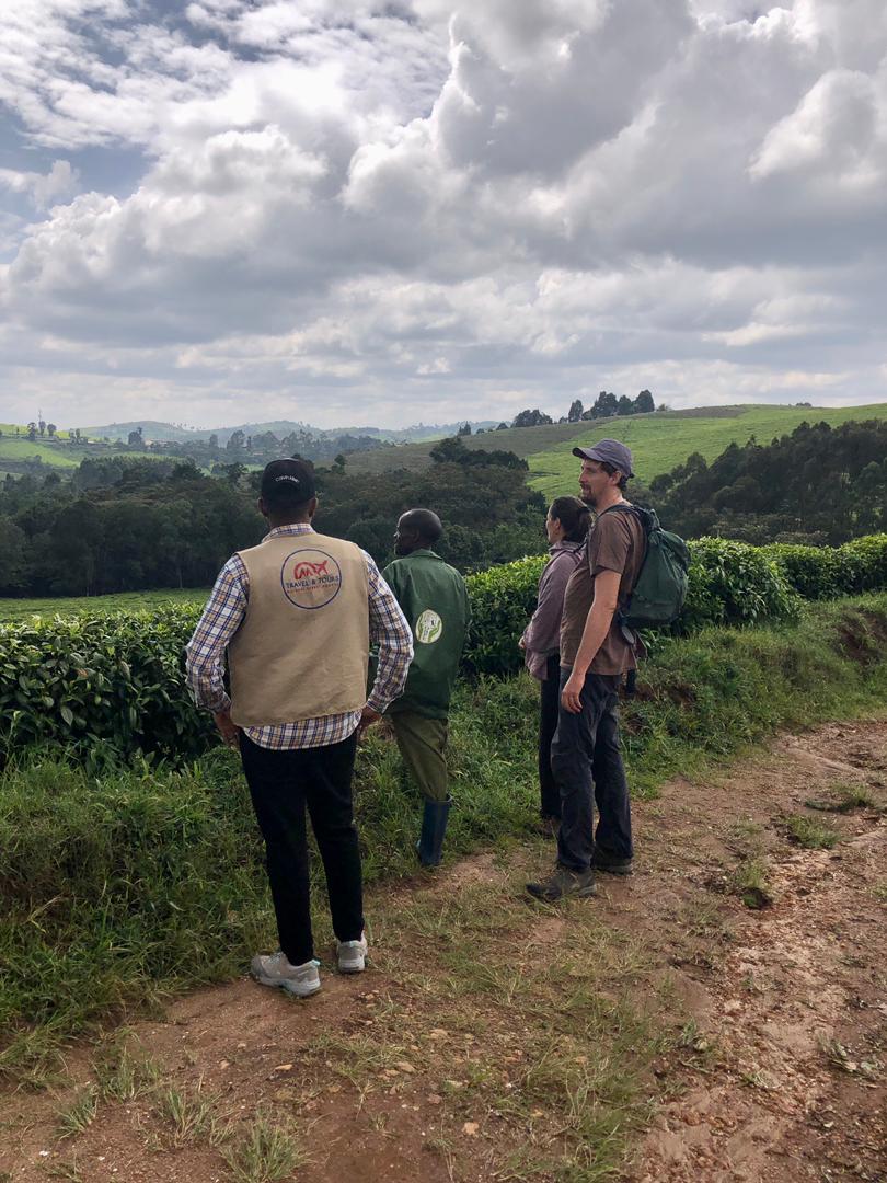 Tea fields covering the hills at Teza